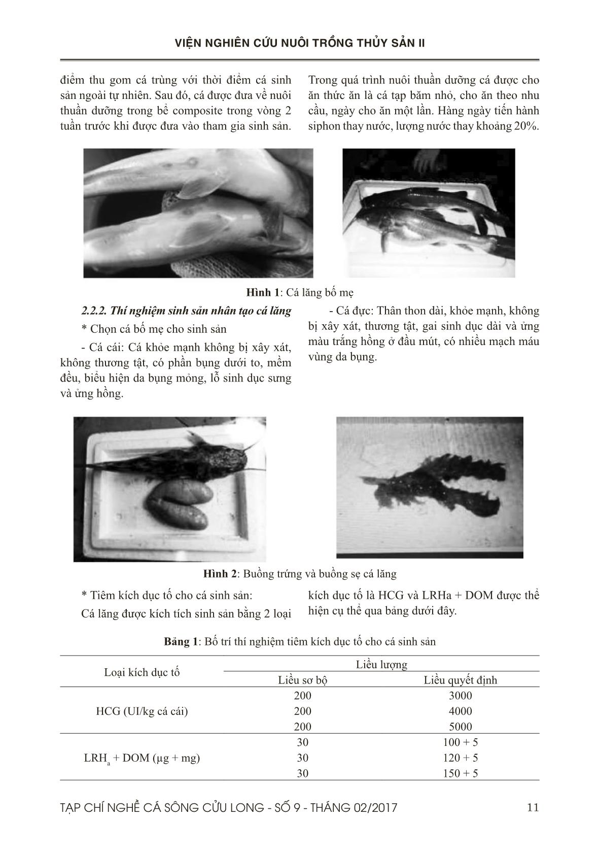 Sinh sản nhân tạo cá lăng vàng (Hemibagrus nemurus Valenciennes, 1839) tại Đồng Tháp trang 2