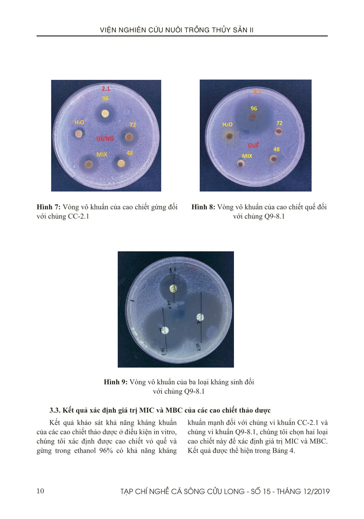 Khảo sát tính kháng khuẩn của cao chiết quế (Cinnamomum verum) và gừng (Zingiber officinale Rose) tách chiết bằng ethanol đối với các chủng vi khuẩn Streptococcus agalactiae phân lập trên cá rô phi giống (Oreochromis spp.) trang 8