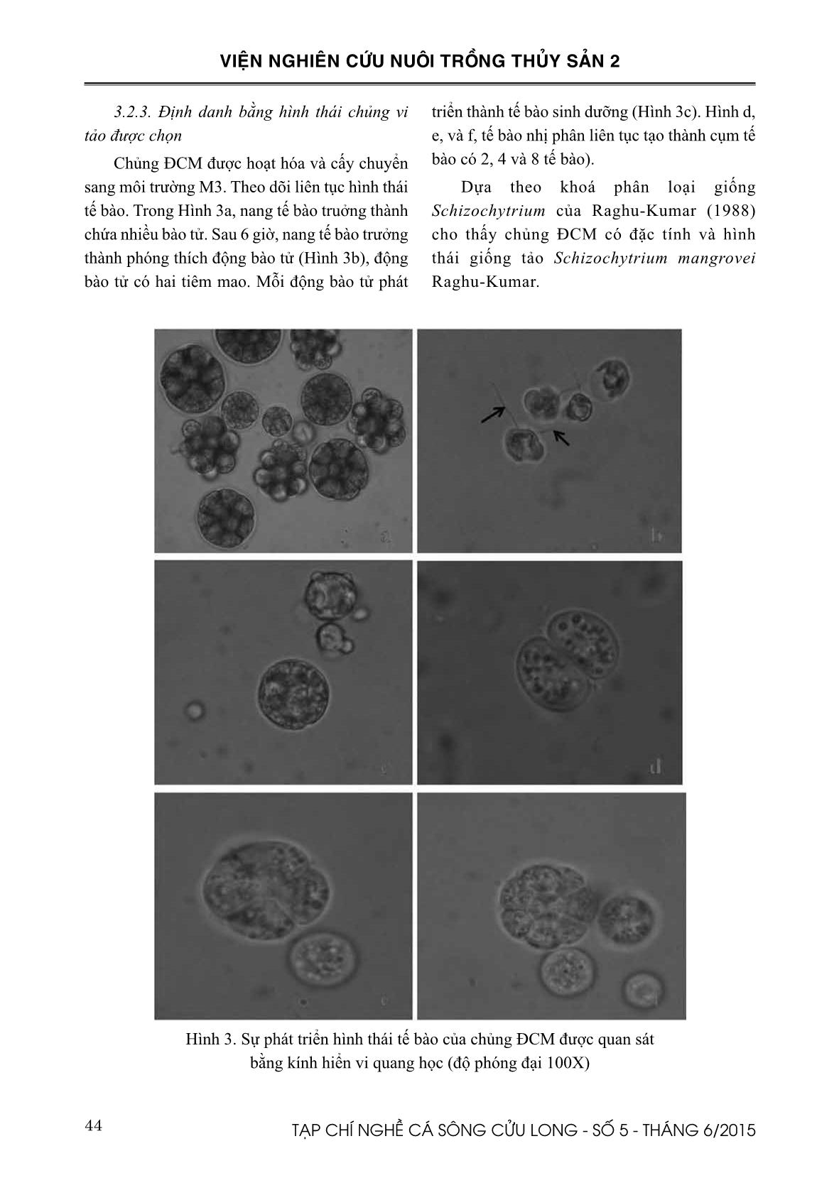 Kết quả phân lập Schizochytrium mangrove giàu lipid phục vụ cho nuôi trồng thủy sản trang 7