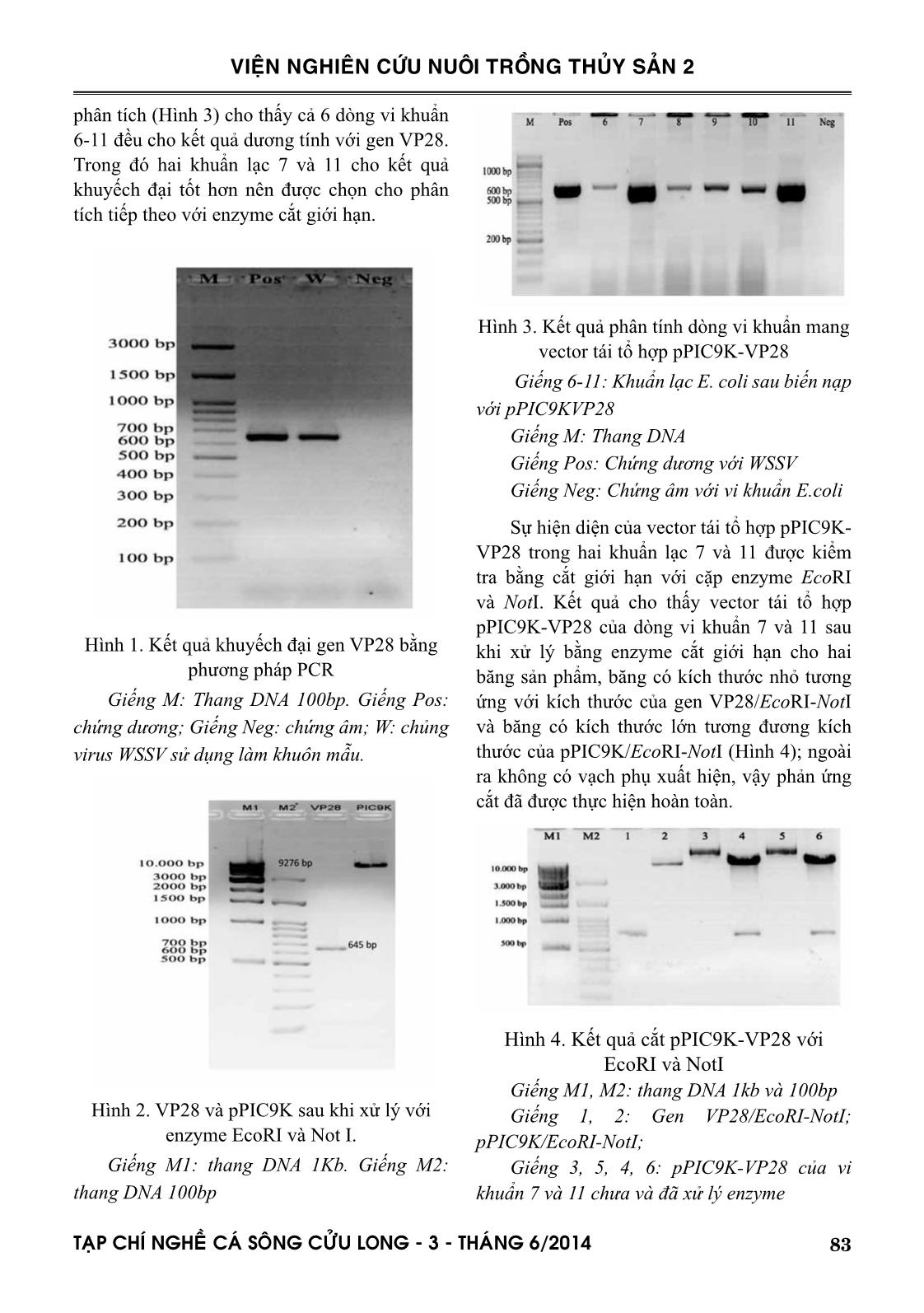Dòng hóa và biểu hiện gen mã hóa protein vỏ VP28 của virus gây bệnh đốm trắng trong tế bào nấm men Pichchia pastoris trang 5