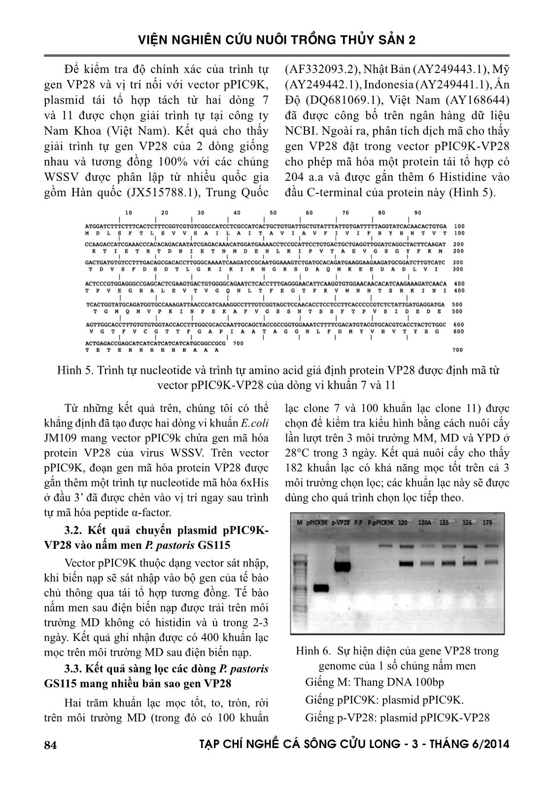 Dòng hóa và biểu hiện gen mã hóa protein vỏ VP28 của virus gây bệnh đốm trắng trong tế bào nấm men Pichchia pastoris trang 6
