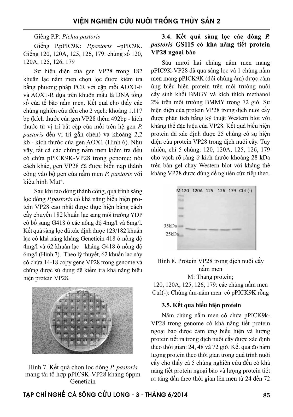 Dòng hóa và biểu hiện gen mã hóa protein vỏ VP28 của virus gây bệnh đốm trắng trong tế bào nấm men Pichchia pastoris trang 7