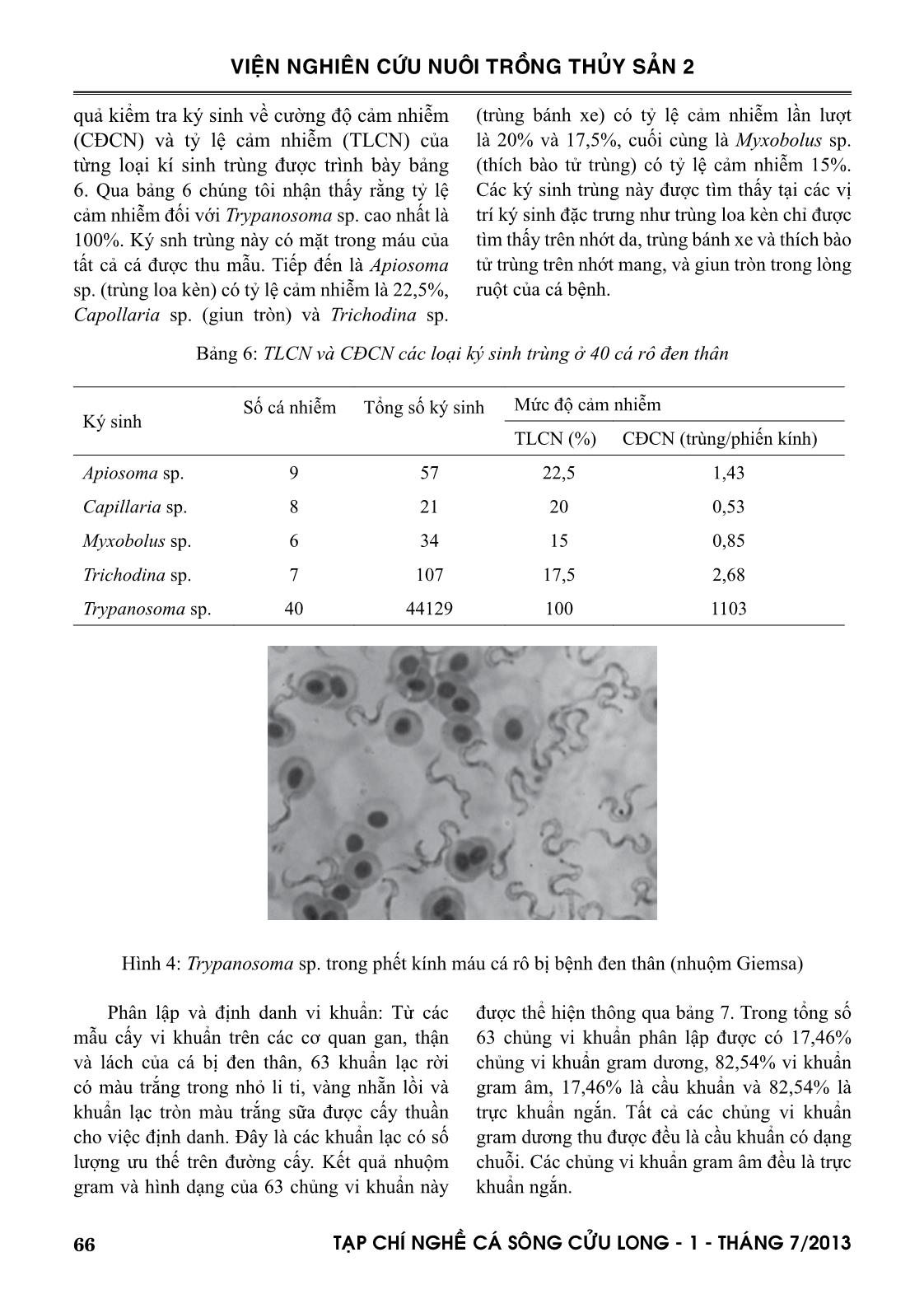 Một trường hợp nhiễm nặng ký sinh trùng Trypanosoma sp. trên cá rô đồng (Anabas testudineus) nuôi thâm canh trang 5