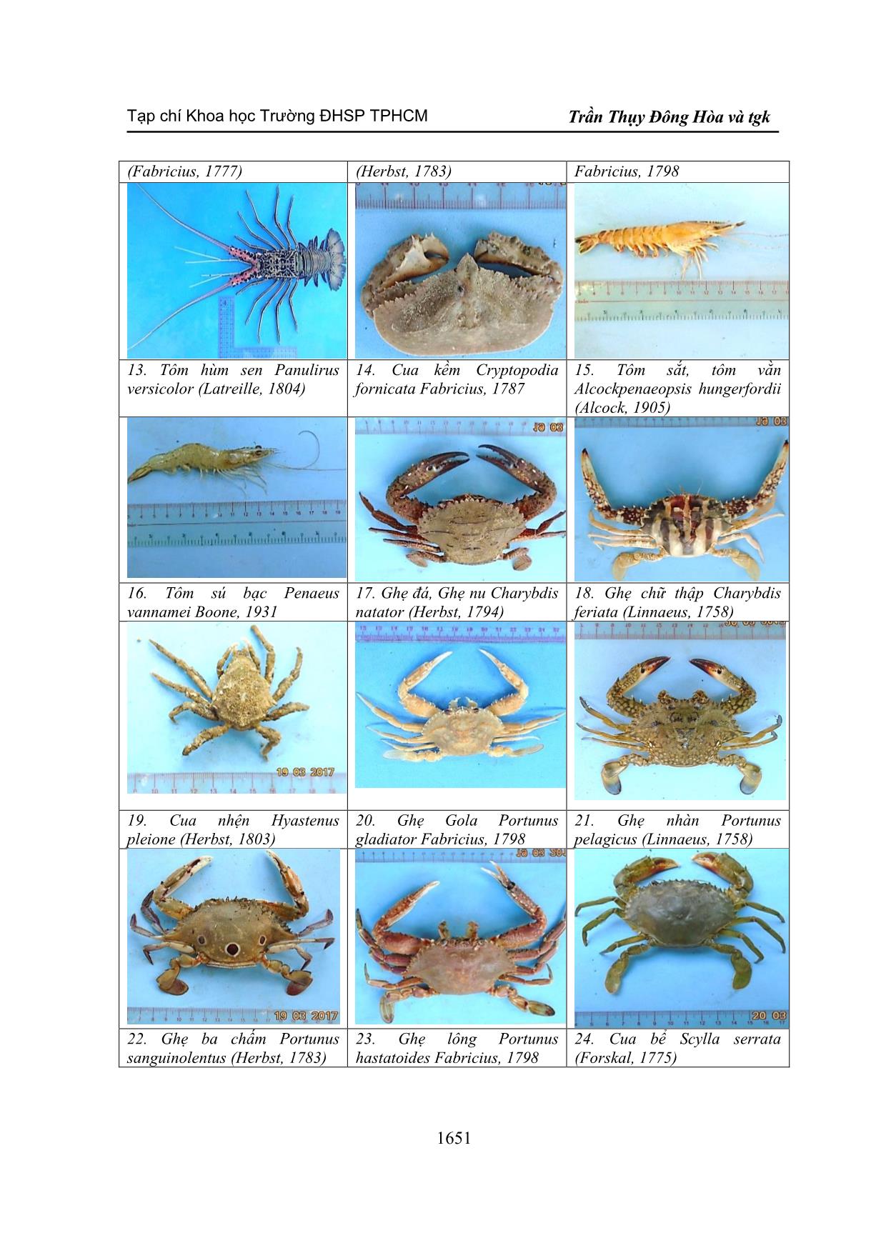 Khảo sát thành phần loài giáp xác đánh bắt ở vùng biển thuộc tỉnh Bình Thuận trang 10