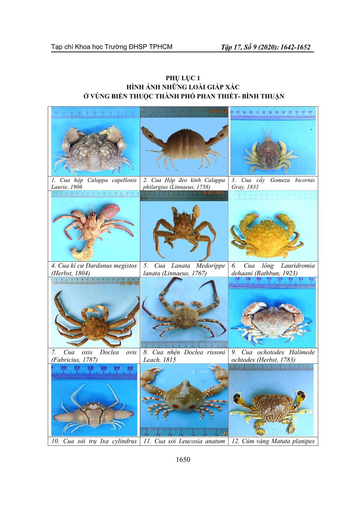 Khảo sát thành phần loài giáp xác đánh bắt ở vùng biển thuộc tỉnh Bình Thuận trang 9