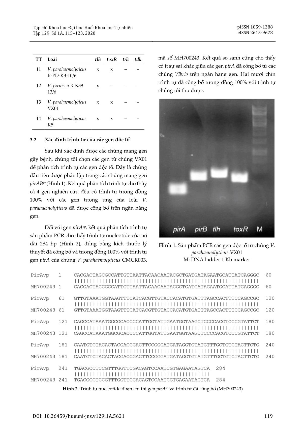 Xác định sự có mặt của các gen độc tố ở các chủng Vibrio gây bệnh hoại tử gan tụy cấp tính trên tôm thẻ chân trắng tại Thừa Thiên Huế trang 5