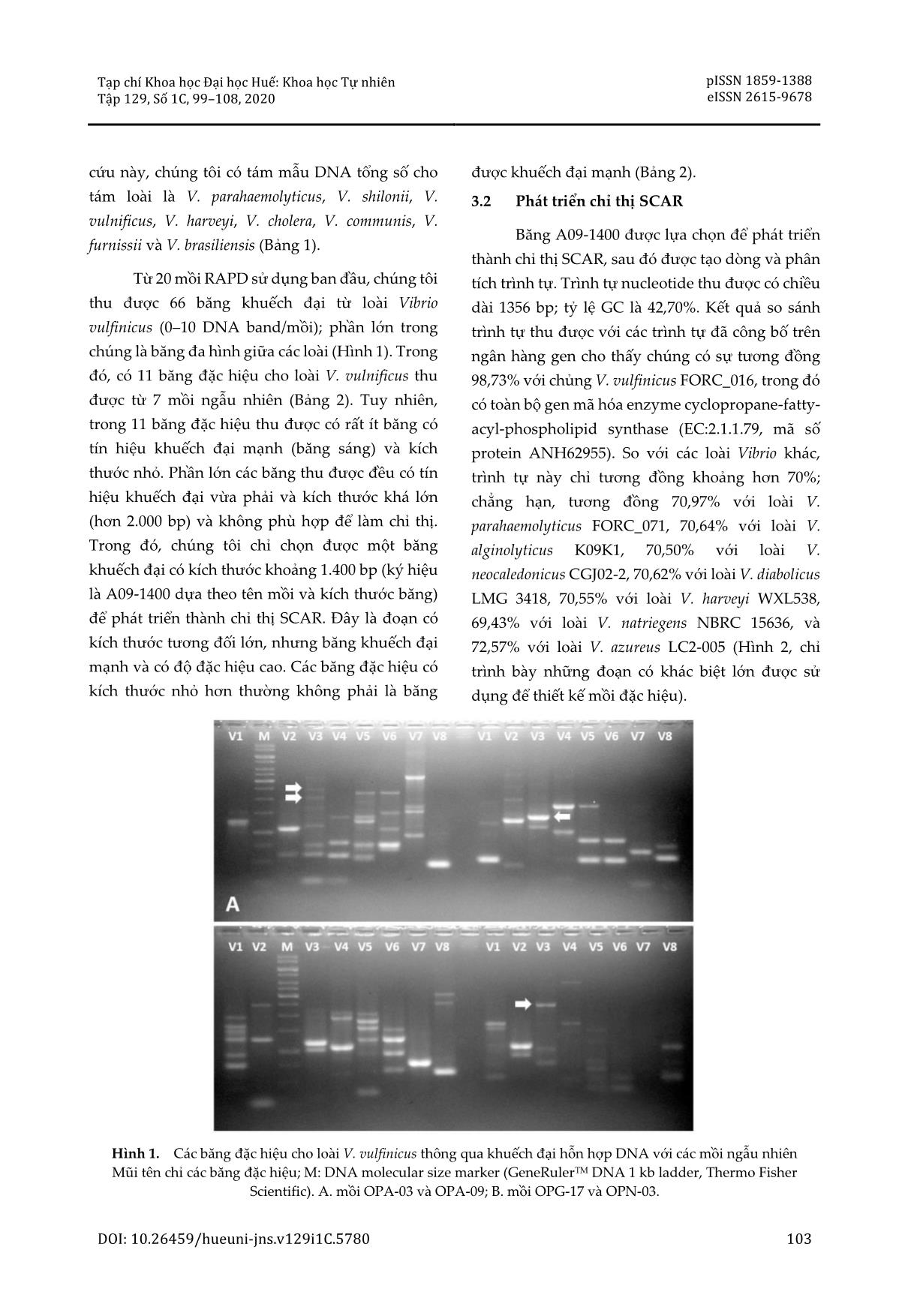 Phát triển chỉ thị phân tử SCAR nhận diện loài Vibrio vulnificus gây bệnh lở loét trên cá nuôi tại tỉnh Thừa Thiên Huế trang 5