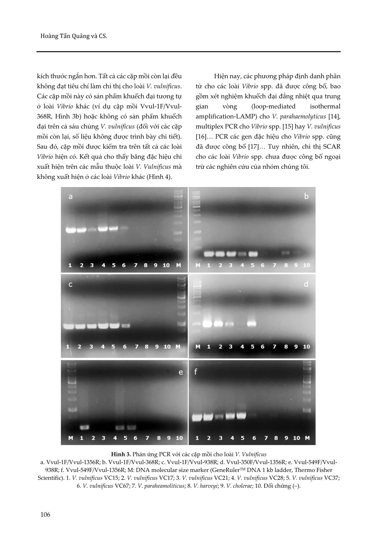 Phát triển chỉ thị phân tử SCAR nhận diện loài Vibrio vulnificus gây bệnh lở loét trên cá nuôi tại tỉnh Thừa Thiên Huế trang 8
