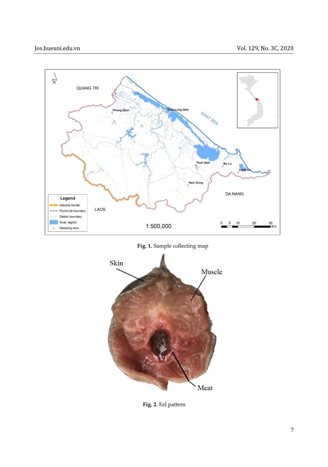 Nutritional composition and lipid content of skin and muscle of wild giant mottle eels anguilla marmorata in Thua Thien Hue, Vietnam trang 3