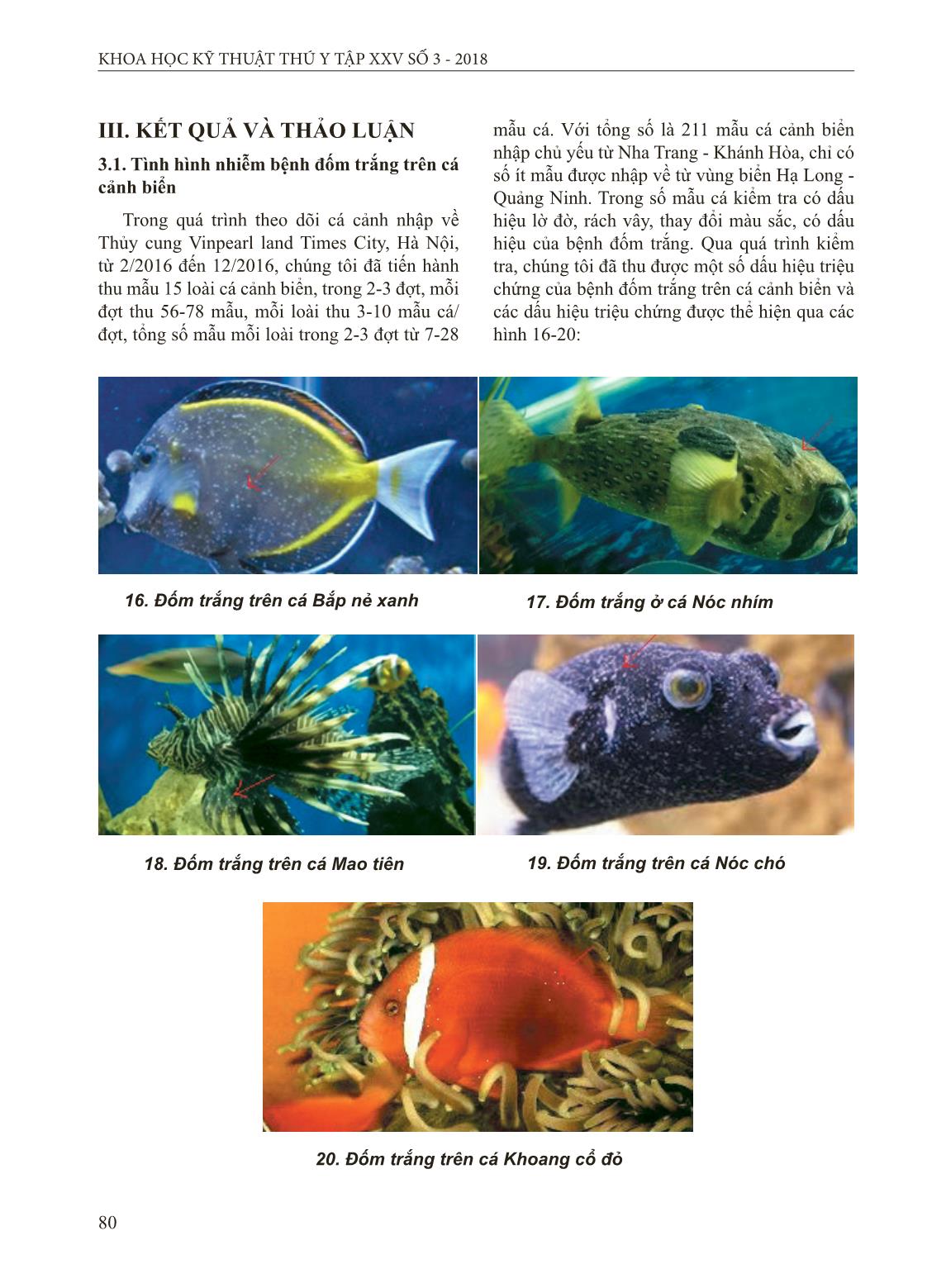 Nghiên cứu bệnh đốm trắng ở cá cảnh biển trang 5