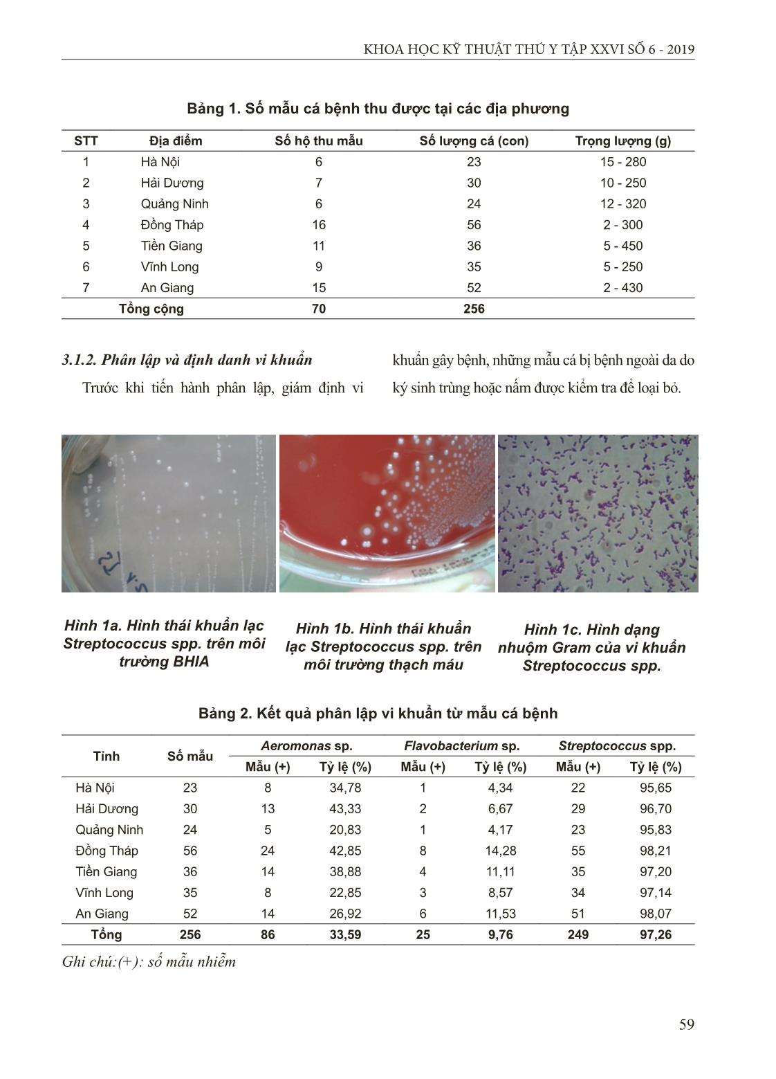 Phân lập, xác định tính kháng nguyên và độc lực của các chủng Streptococcus agalactiae gây bệnh ở cá rô phi tại 7 tỉnh, thành trong cả nước trang 4