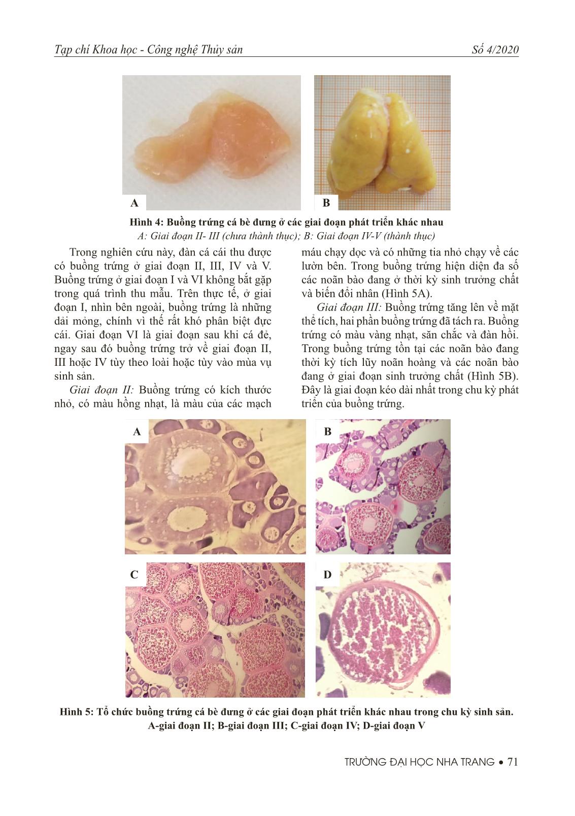 Nghiên cứu đặc điểm sinh học buồng trứng cá bè đưng (Gnathanodon speciosus) trang 5