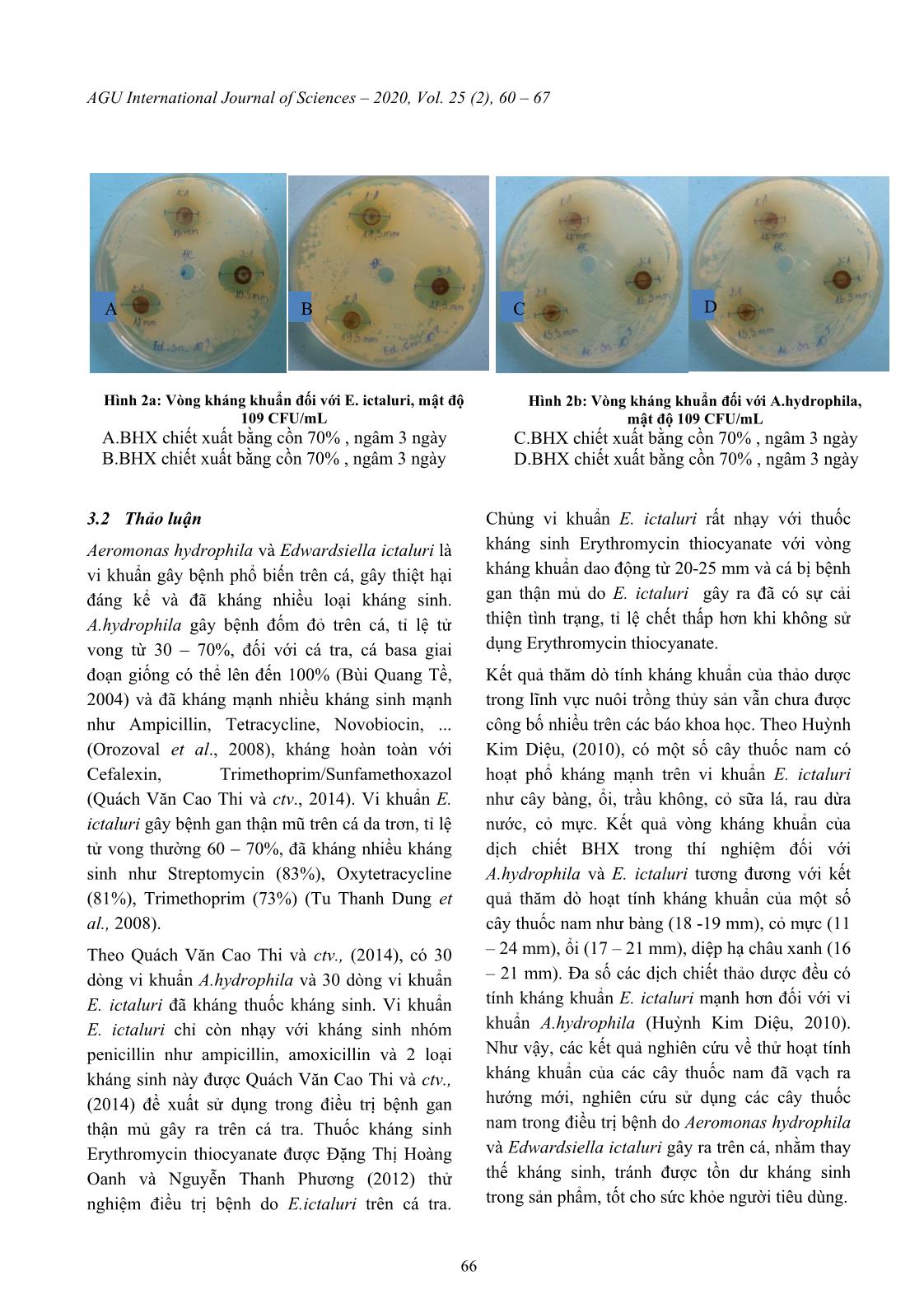 Xác định tính kháng khuẩn của dịch chiết bạch hoa xà (Plumbago zeylanica L.) đối với vi khuẩn Aeromonas hydrophila trang 7