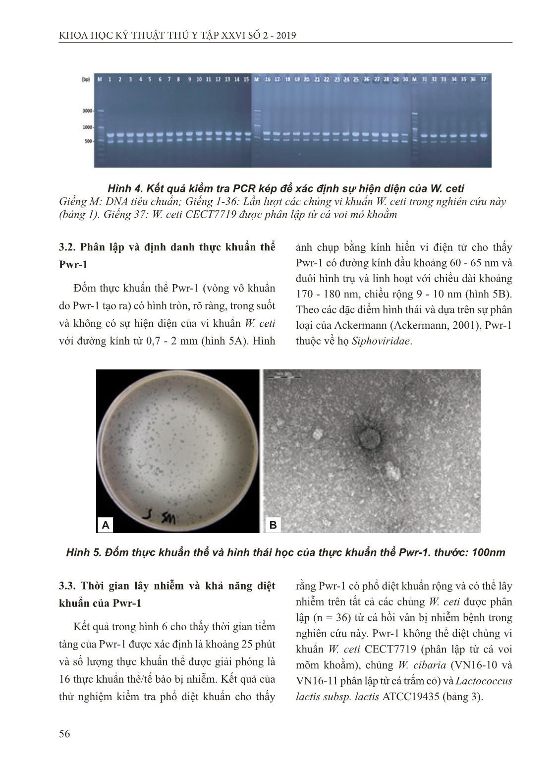 Bệnh vi khuẩn mới nổi nguy hiểm ở cá hồi vân và nghiên cứu ứng dụng liệu pháp thực khuẩn thể trong phòng trị bệnh trang 8