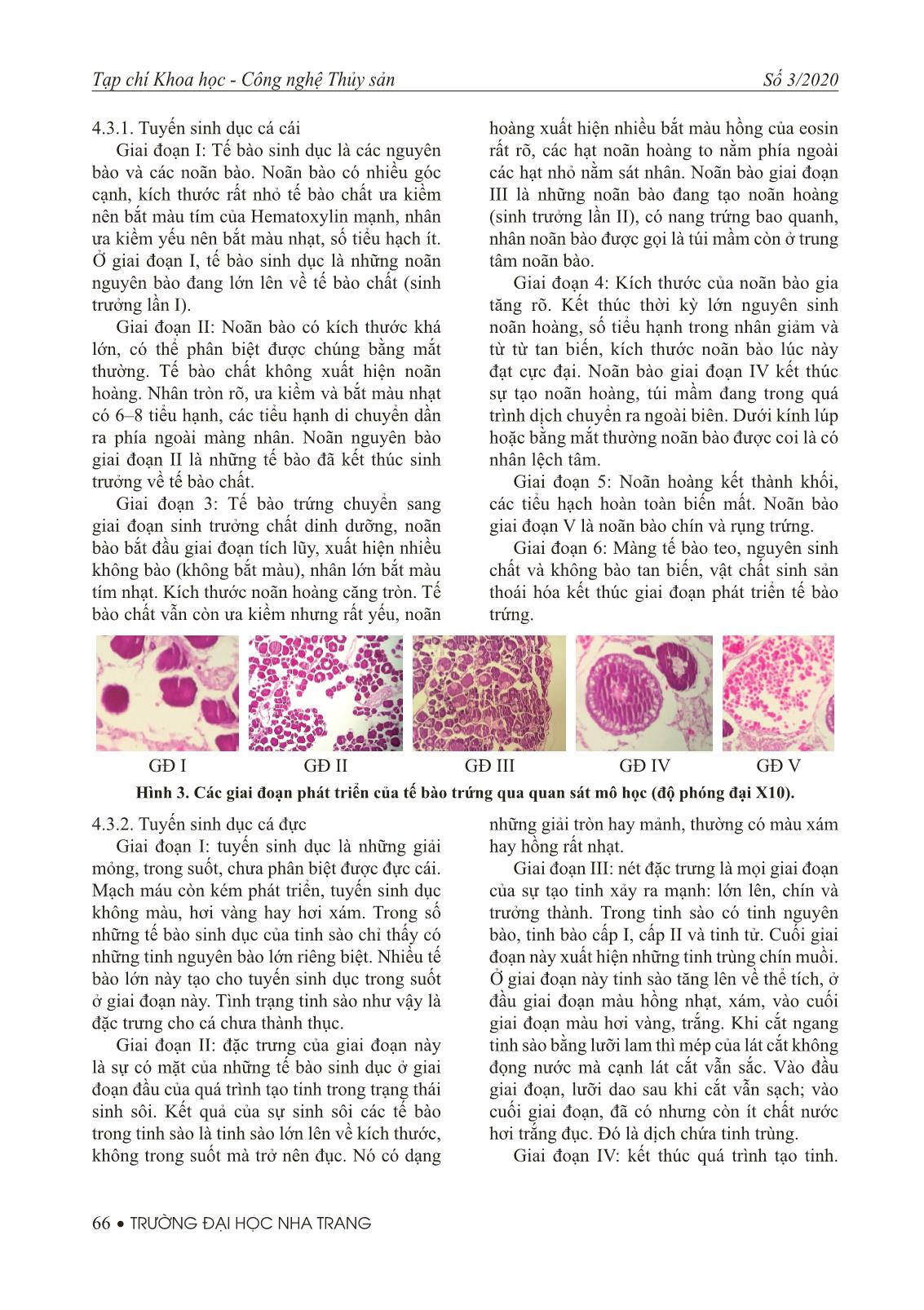 Khảo sát và theo dõi sự phát triển tuyến sinh dục của cá tỳ bà bướm beo (Sewellia elongate Roberts, 1998) trong điều kiện nuôi nhân tạo trang 7