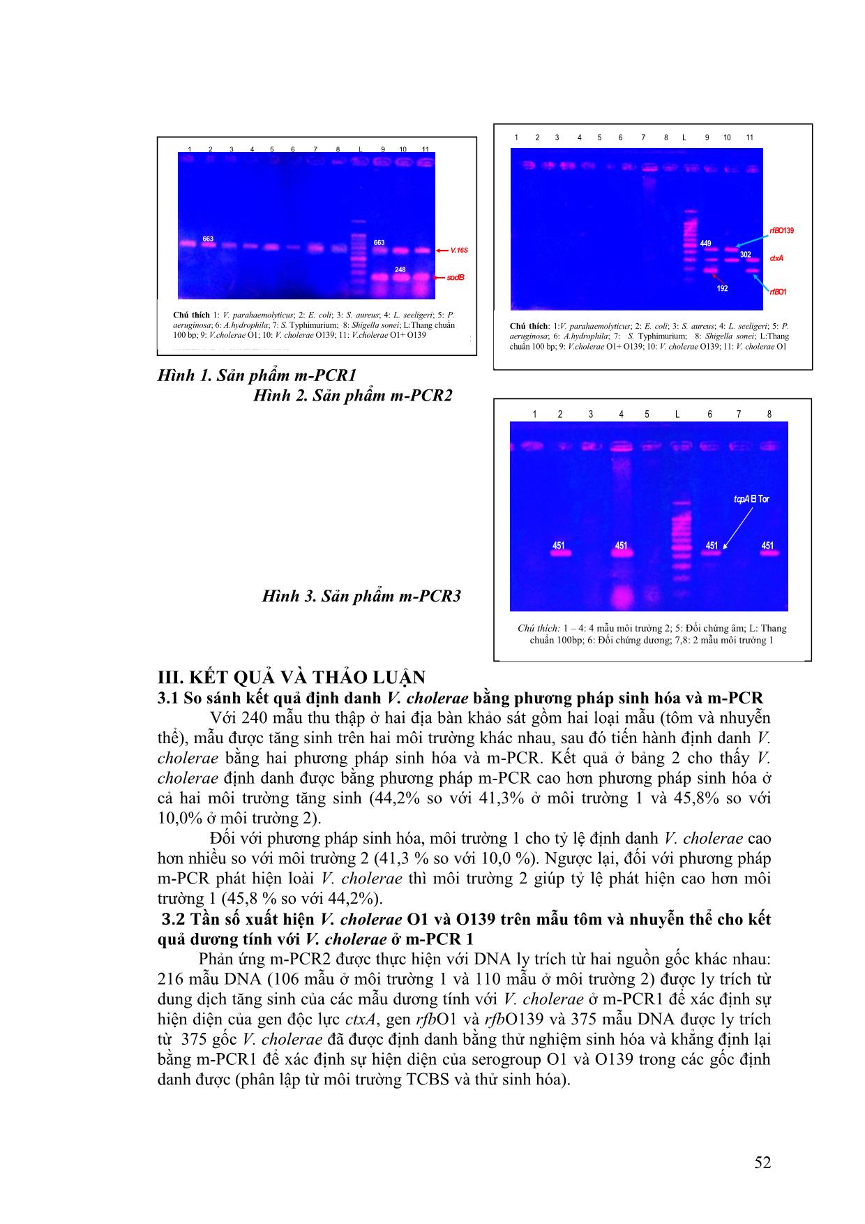 Tần số xuất hiện vibrio cholerae trên tôm và nhuyễn thể, xác định serogroup O1, O139 và biotype của V. Cholerae bằng kỹ thuật Multiplex-PCR trang 5