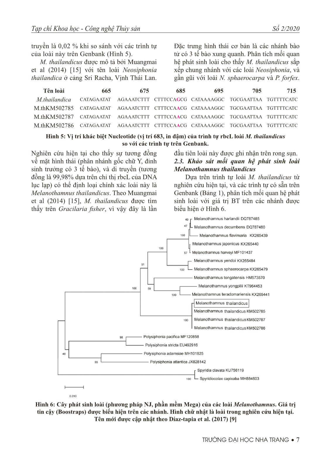 Ghi nhận mới và mối quan hệ tiến hóa của epiphyte (Melanothamnus thailandicus) trên rong sụn (Kappaphycus alvarezii) tại Khánh Hòa trang 6
