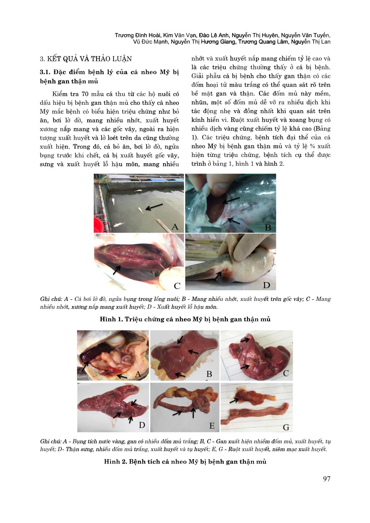 Đặc điểm bệnh lý và ứng dụng phương pháp PCR chẩn đoán bệnh gan thận mủ trên cá nheo Mỹ (Ictalurus punctatus) trang 4