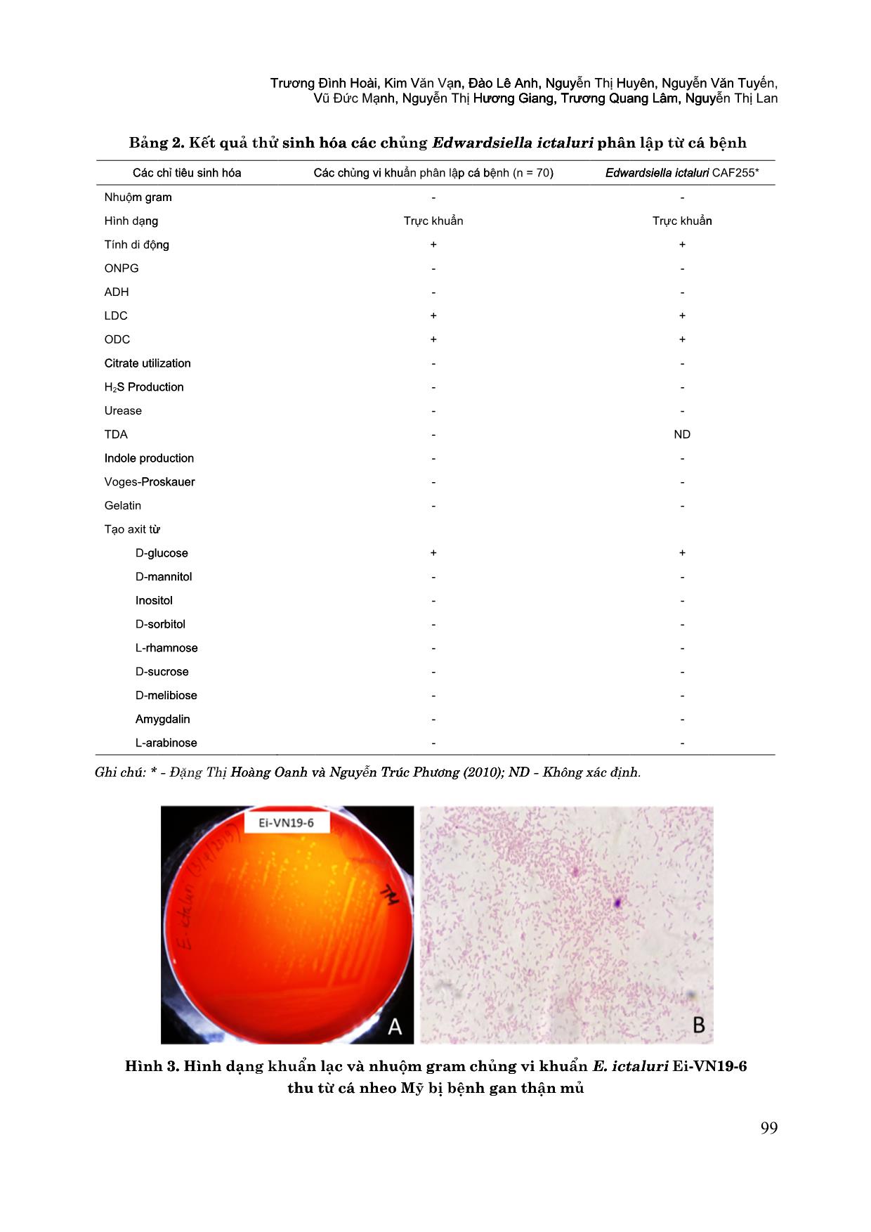 Đặc điểm bệnh lý và ứng dụng phương pháp PCR chẩn đoán bệnh gan thận mủ trên cá nheo Mỹ (Ictalurus punctatus) trang 6
