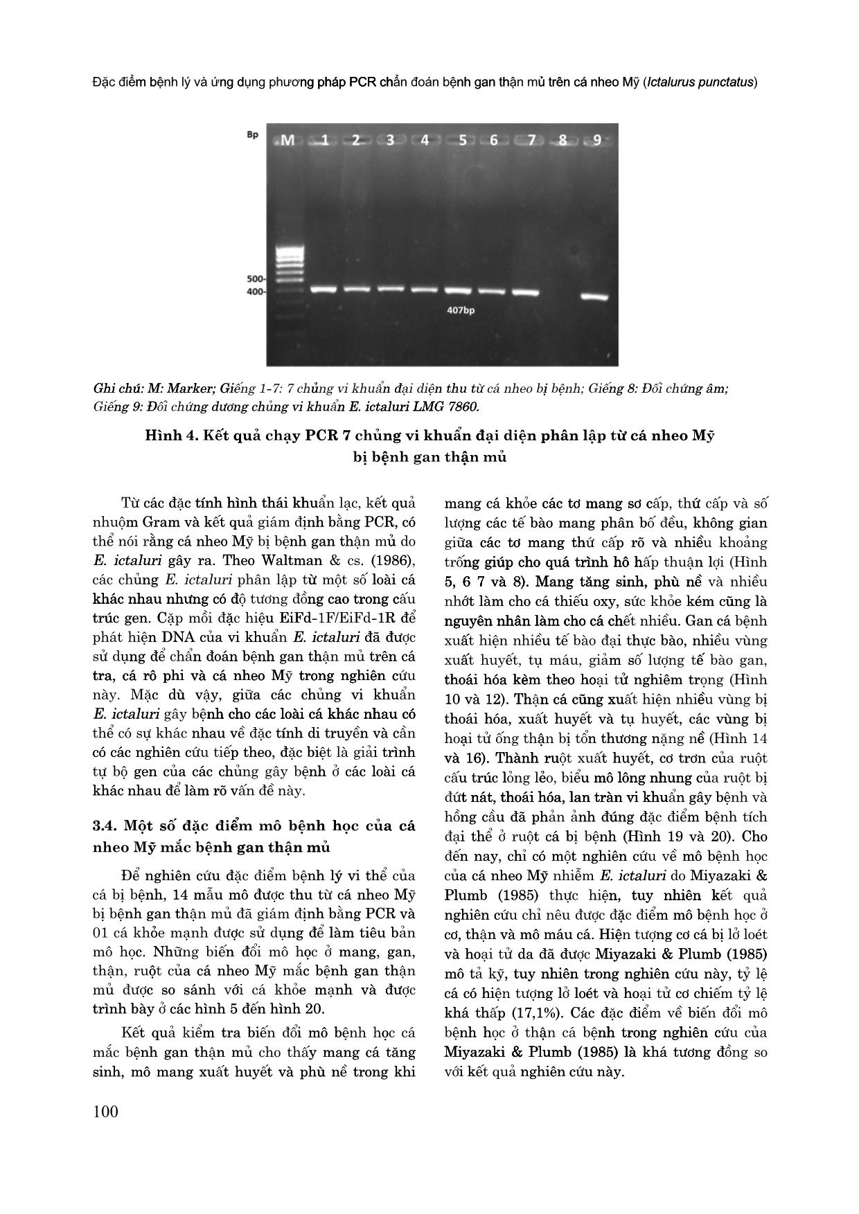 Đặc điểm bệnh lý và ứng dụng phương pháp PCR chẩn đoán bệnh gan thận mủ trên cá nheo Mỹ (Ictalurus punctatus) trang 7