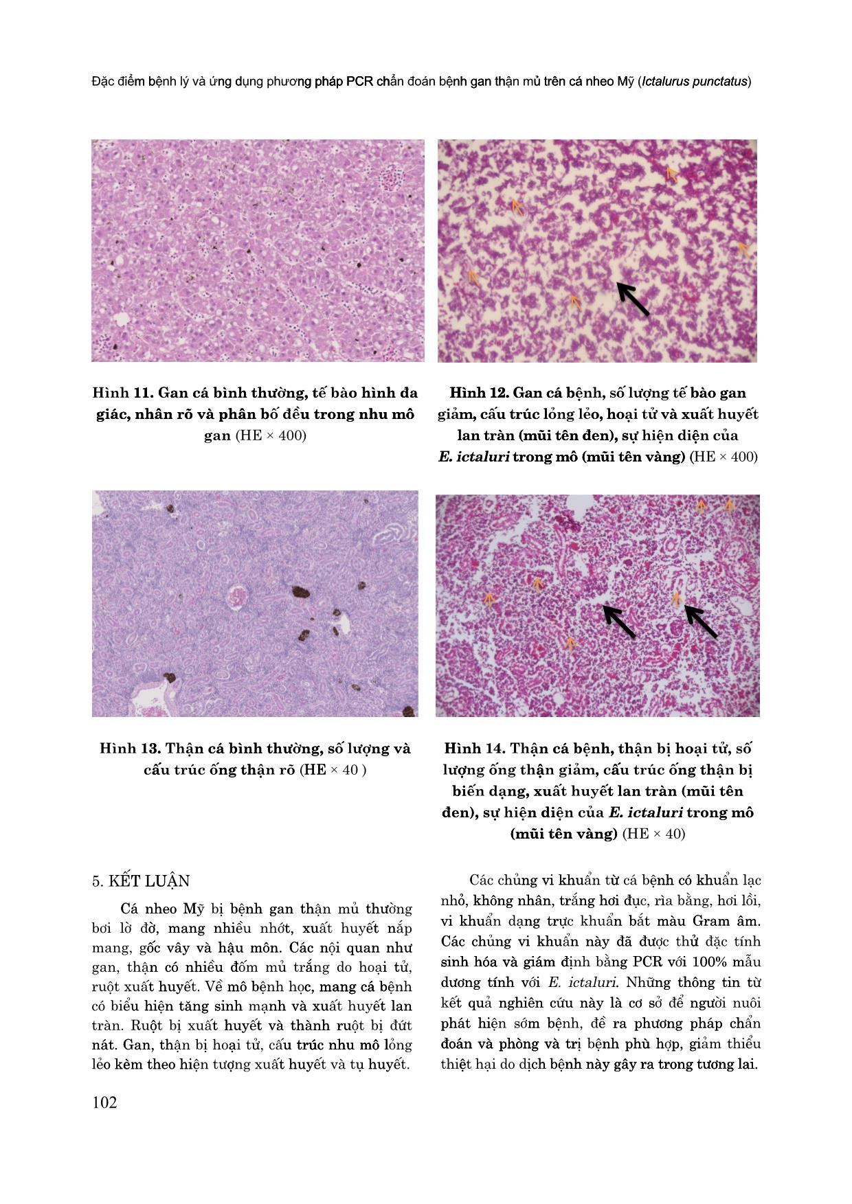 Đặc điểm bệnh lý và ứng dụng phương pháp PCR chẩn đoán bệnh gan thận mủ trên cá nheo Mỹ (Ictalurus punctatus) trang 9