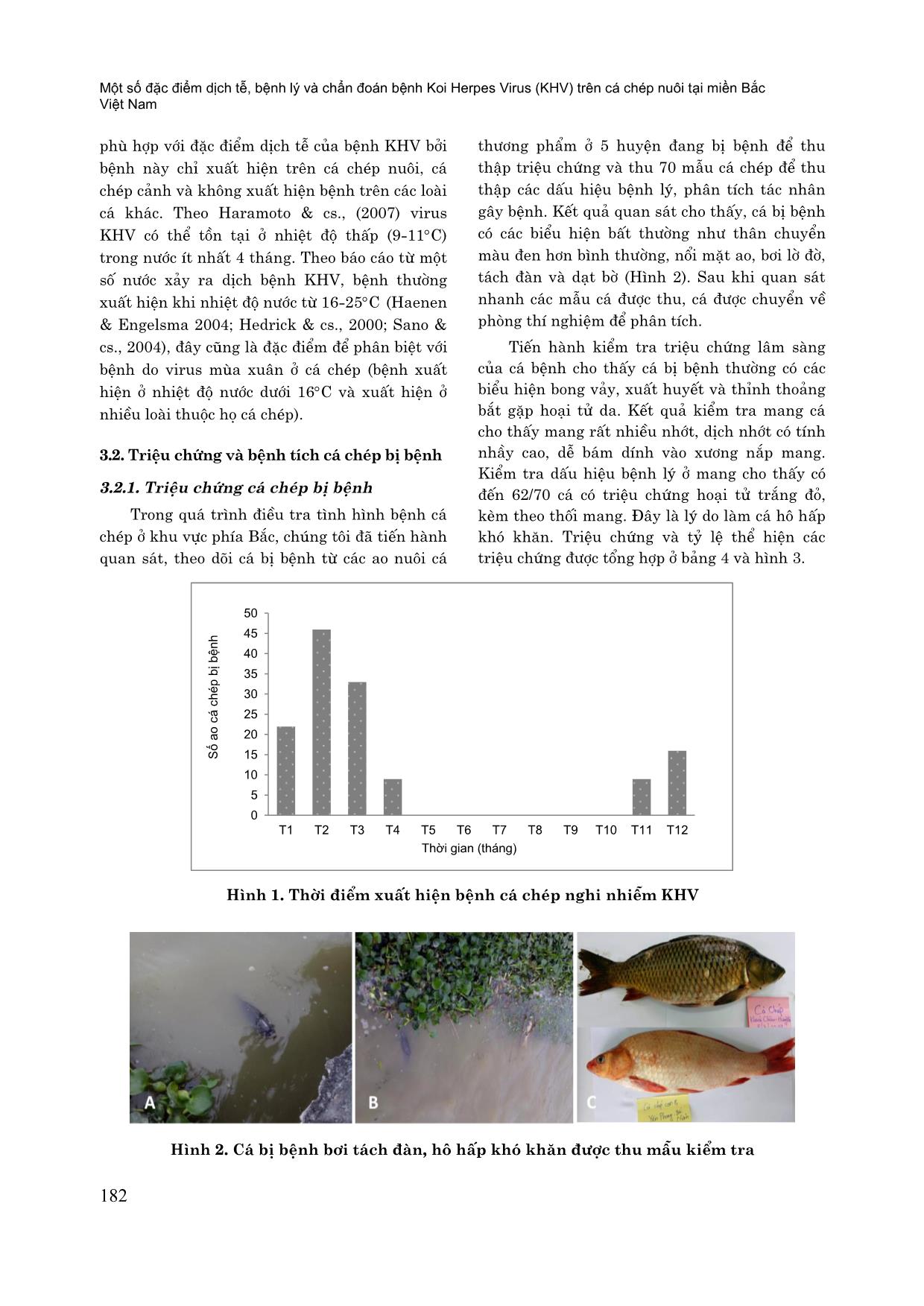 Một số đặc điểm dịch tễ, bệnh lý và chẩn đoán bệnh koi herpes virus (KHV) trên cá chép nuôi tại miền Bắc Việt Nam trang 5