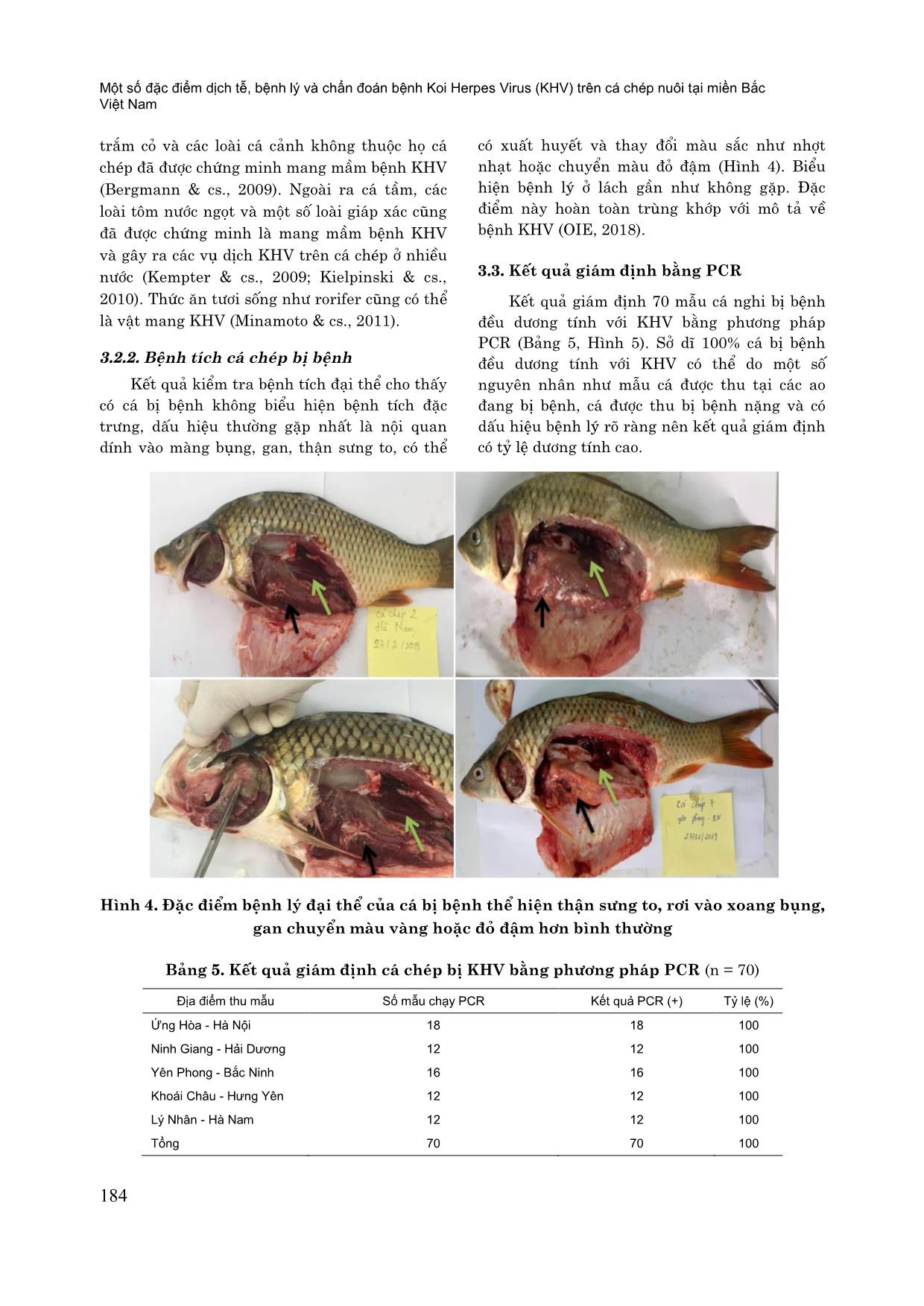 Một số đặc điểm dịch tễ, bệnh lý và chẩn đoán bệnh koi herpes virus (KHV) trên cá chép nuôi tại miền Bắc Việt Nam trang 7