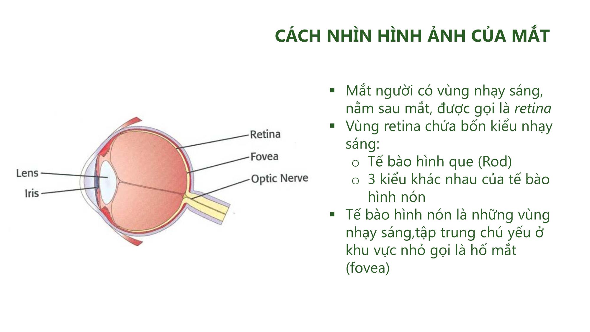 Bài giảng Nhiếp ảnh và xử lý hình ảnh - Bài 1: Làm quen với nhiếp ảnh trang 4