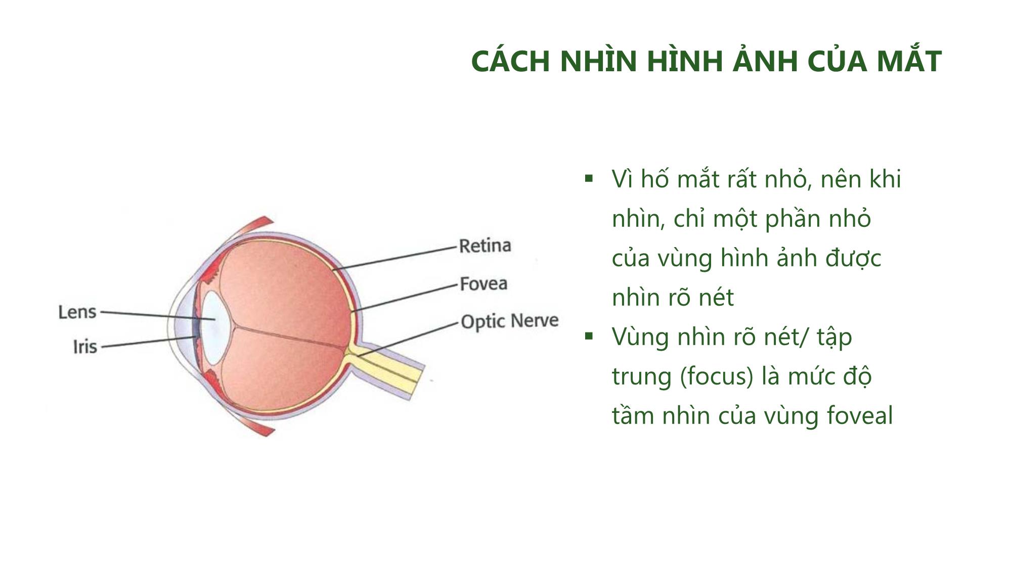 Bài giảng Nhiếp ảnh và xử lý hình ảnh - Bài 1: Làm quen với nhiếp ảnh trang 5