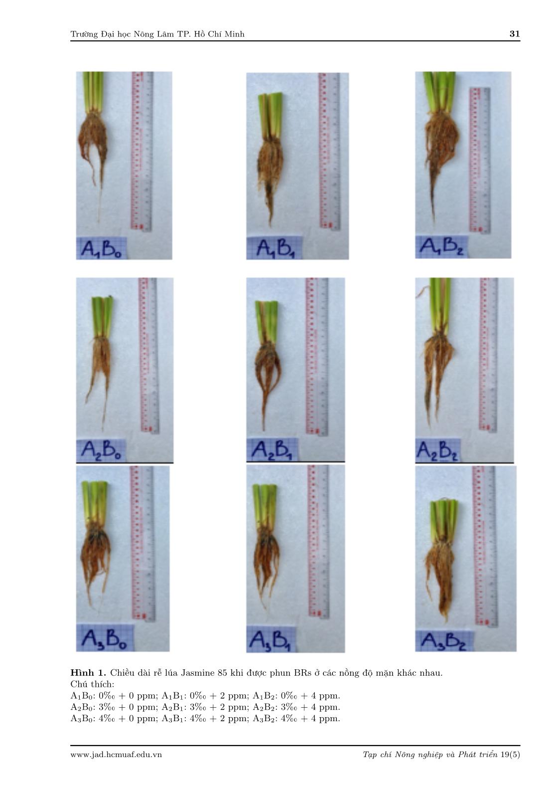 Effects of Brassinosteroid on growth, development, yield and activities of some antioxidant enzymes of Jasmine 85 rice cultivar under salinity conditions trang 5