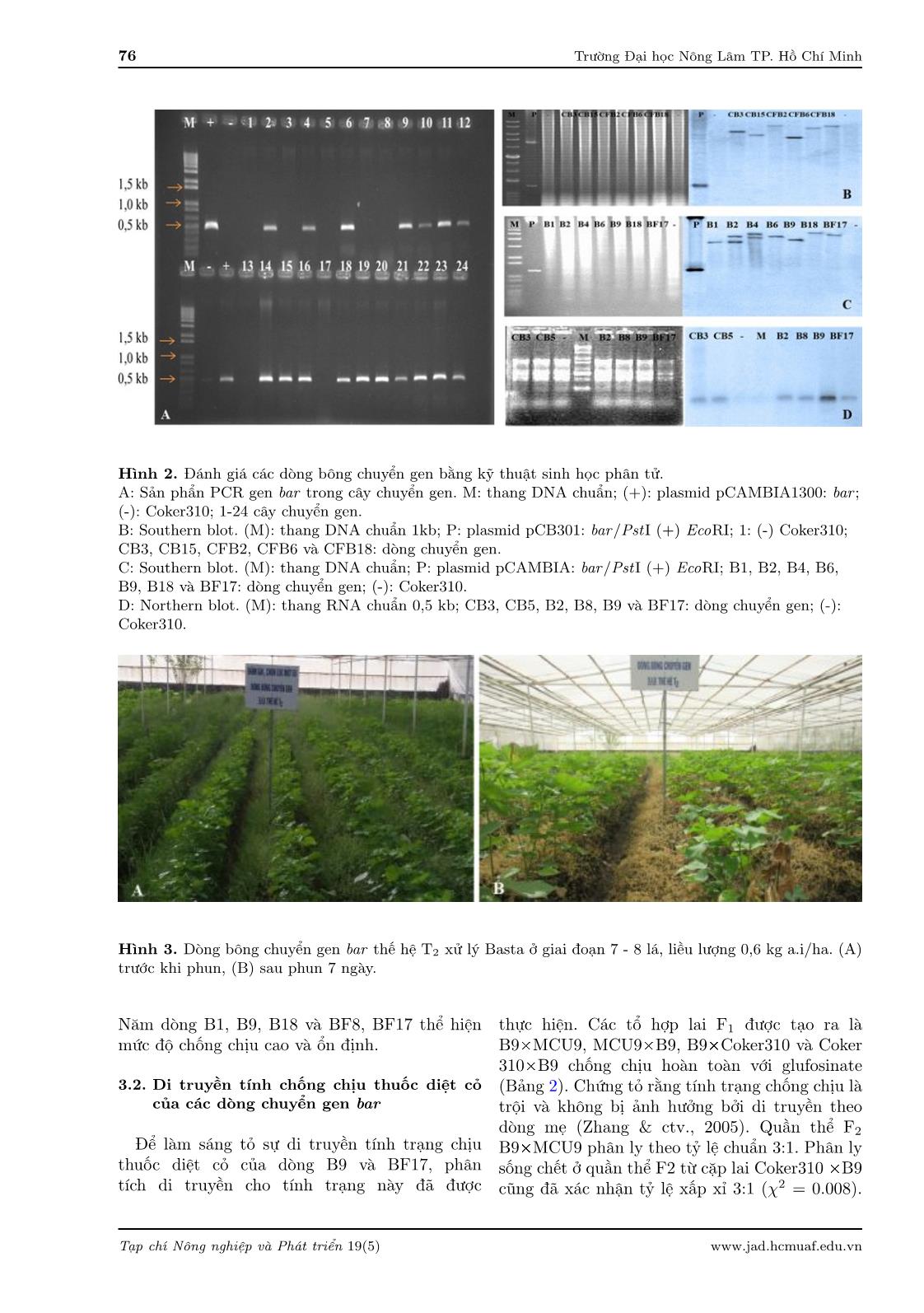 Chọn lọc các dòng bông (Gossypium hirsutum L.) chuyển gen bar chống chịu thuốc trang 6