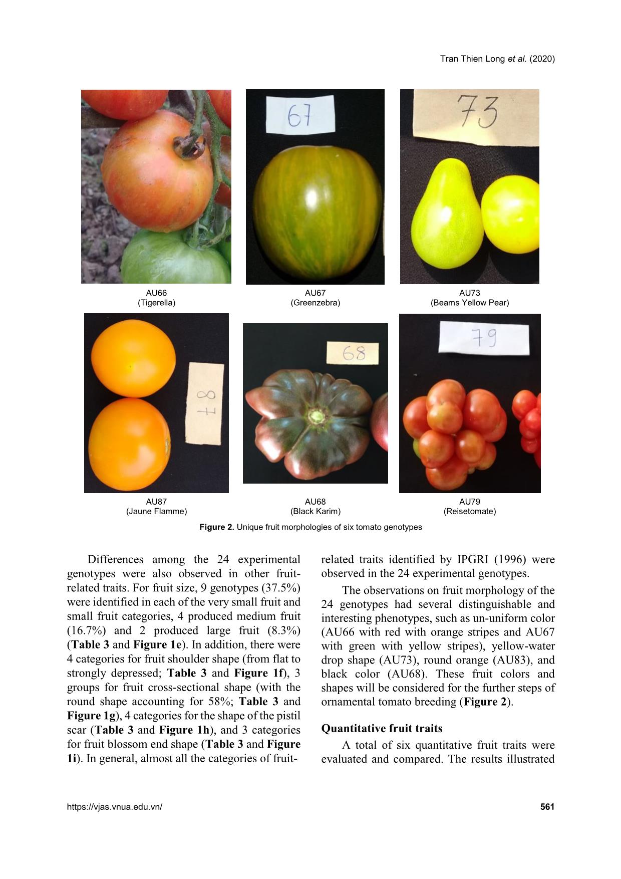 Comprehensive analysis of morphological variation among 24 tomato (Solanum lycopersicum) genotypes oriented to ornamental breeding in Vietnam trang 7