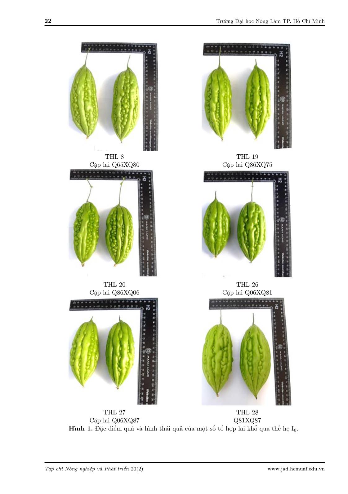 Estimation of the specific combining ability (SCA) of eight bitter gourd (Momordica charantia L.) inbred lines in the sixth generation trang 6