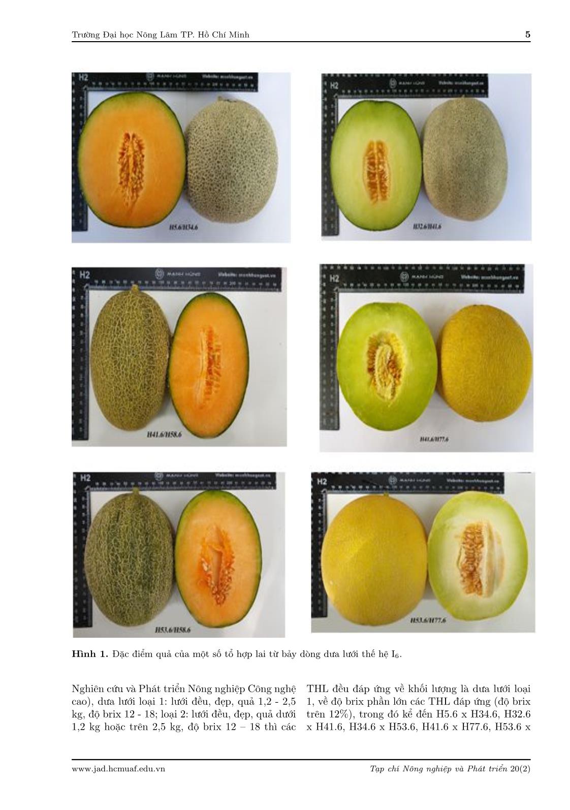 Evaluation of the specific combining ability (SCA) for yield and brix of seven Cucumis melo. L inbred lines of the sixth generation trang 5