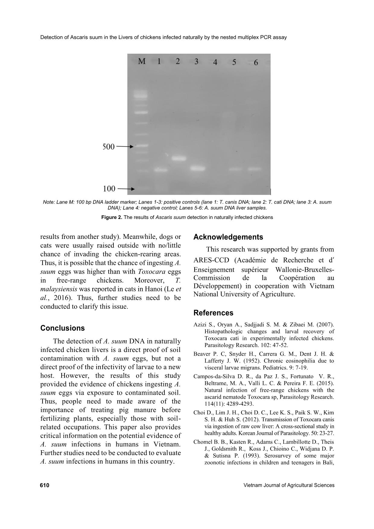 Detection of ascaris suum in the livers of chickens infected naturally by the nested multiplex PCR assay trang 5
