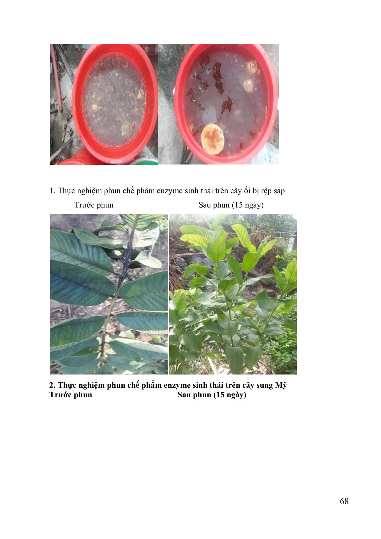 Điều chế chế phẩm enzyme sinh thái làm thuốc trừ rệp sáp trên cây ăn quả, cây công nghiệp trang 5
