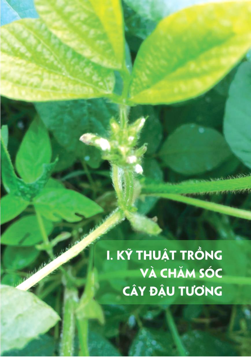 Bài giảng Kỹ thuật trồng và chăm sóc cây đậu tương trang 7