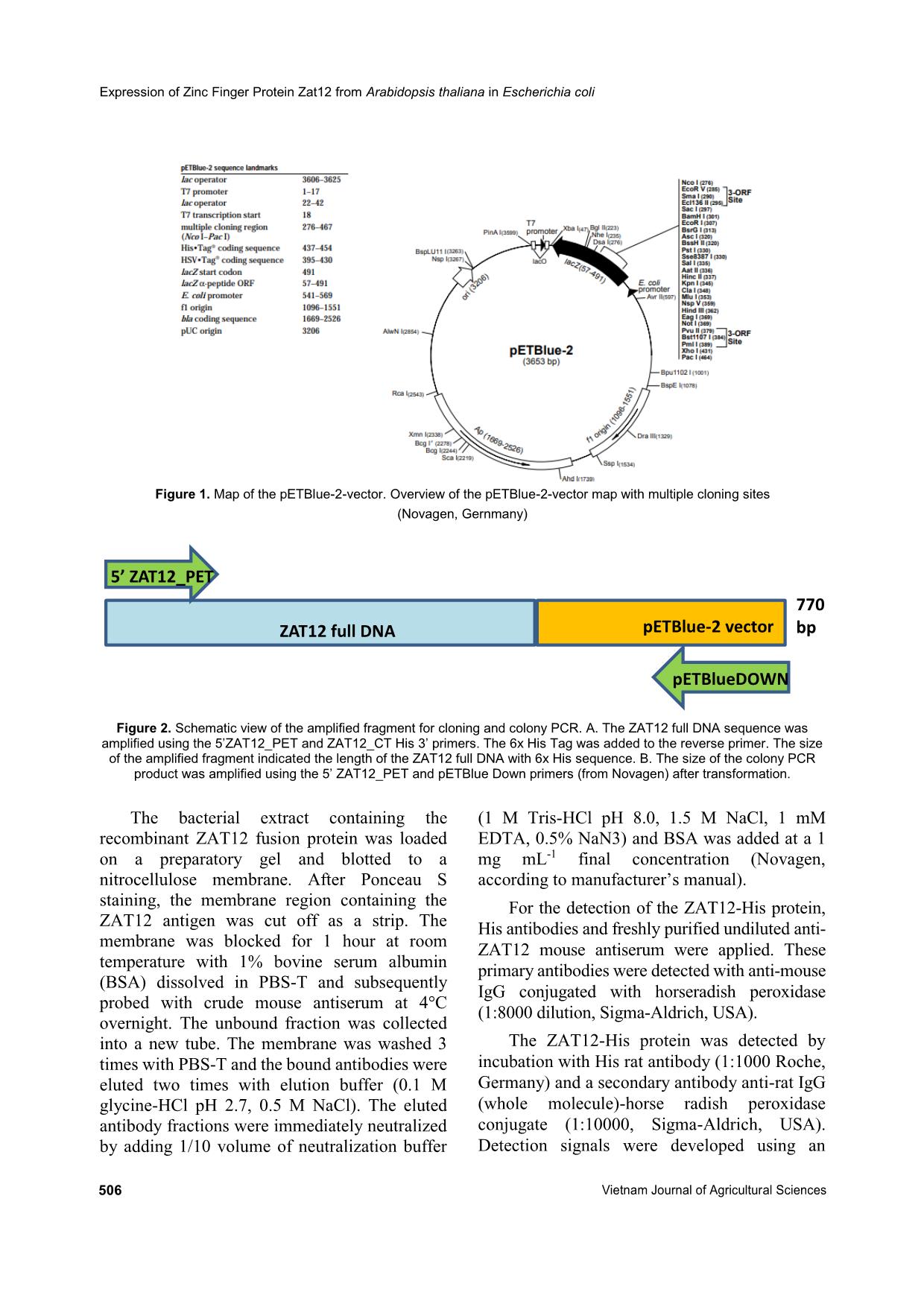 Expression of Zinc Finger Protein Zat12 from Arabidopsis thaliana in Escherichia coli trang 3