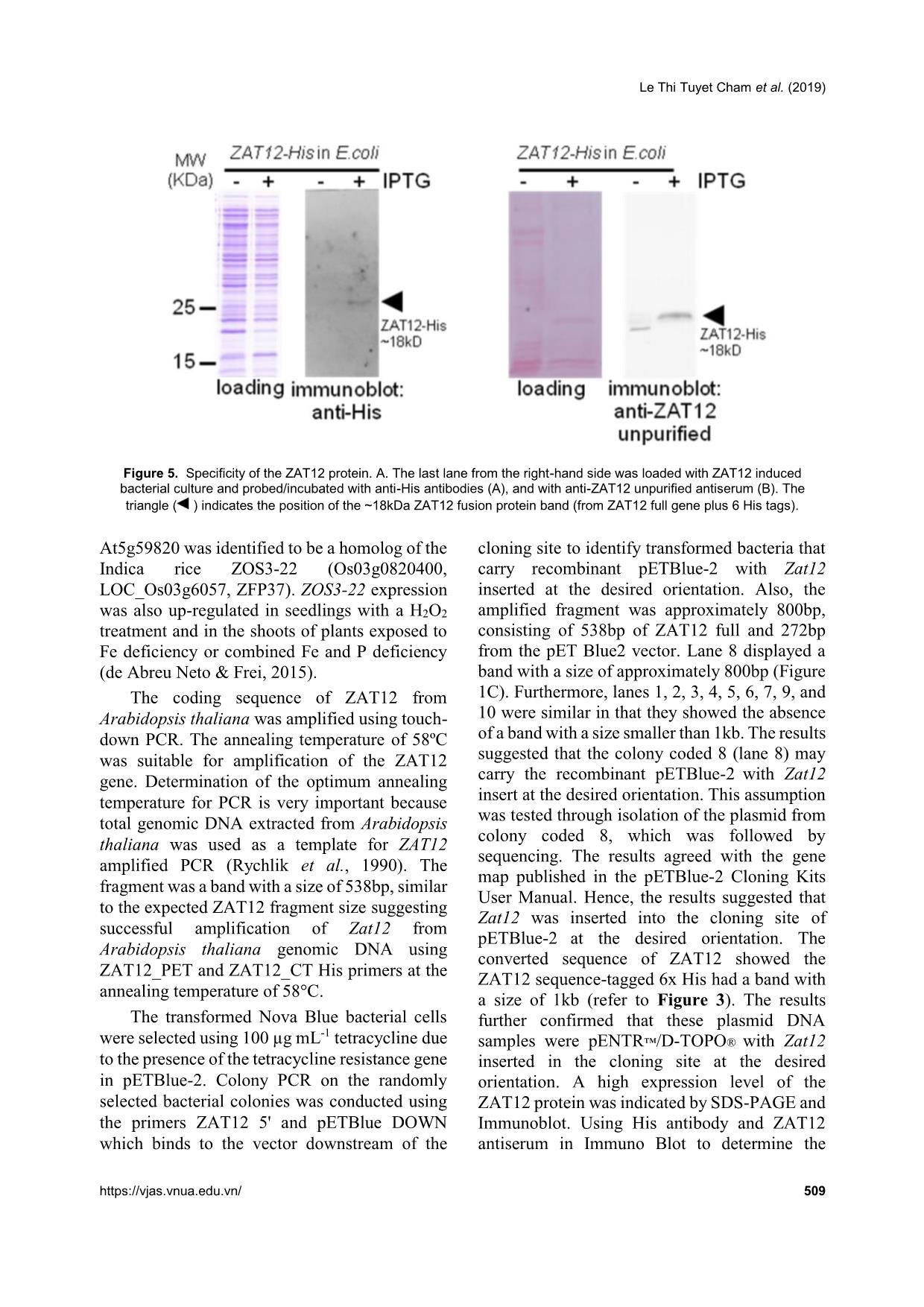 Expression of Zinc Finger Protein Zat12 from Arabidopsis thaliana in Escherichia coli trang 6
