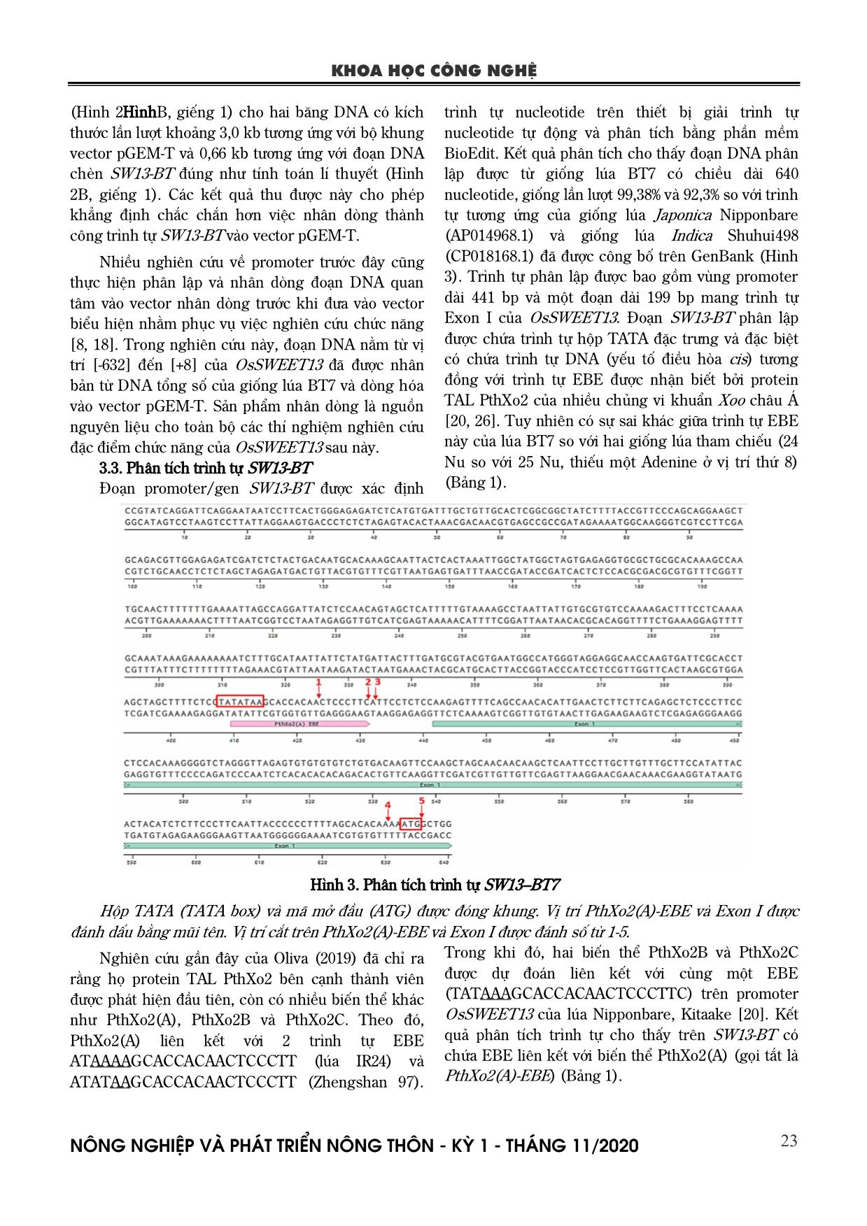 Phân lập và thiết kế gRNA chỉnh sửa promter OsSWEET13 liên quan đến bệnh bạc lá trên lúa Bắc thơm 7 trang 4