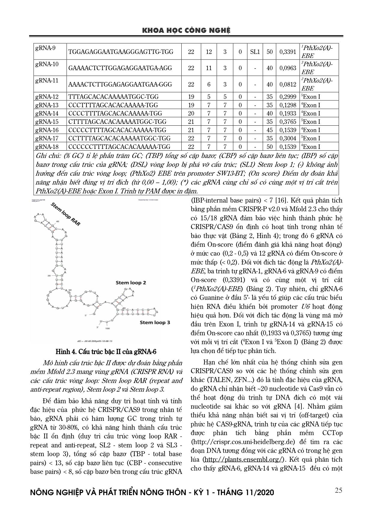 Phân lập và thiết kế gRNA chỉnh sửa promter OsSWEET13 liên quan đến bệnh bạc lá trên lúa Bắc thơm 7 trang 6