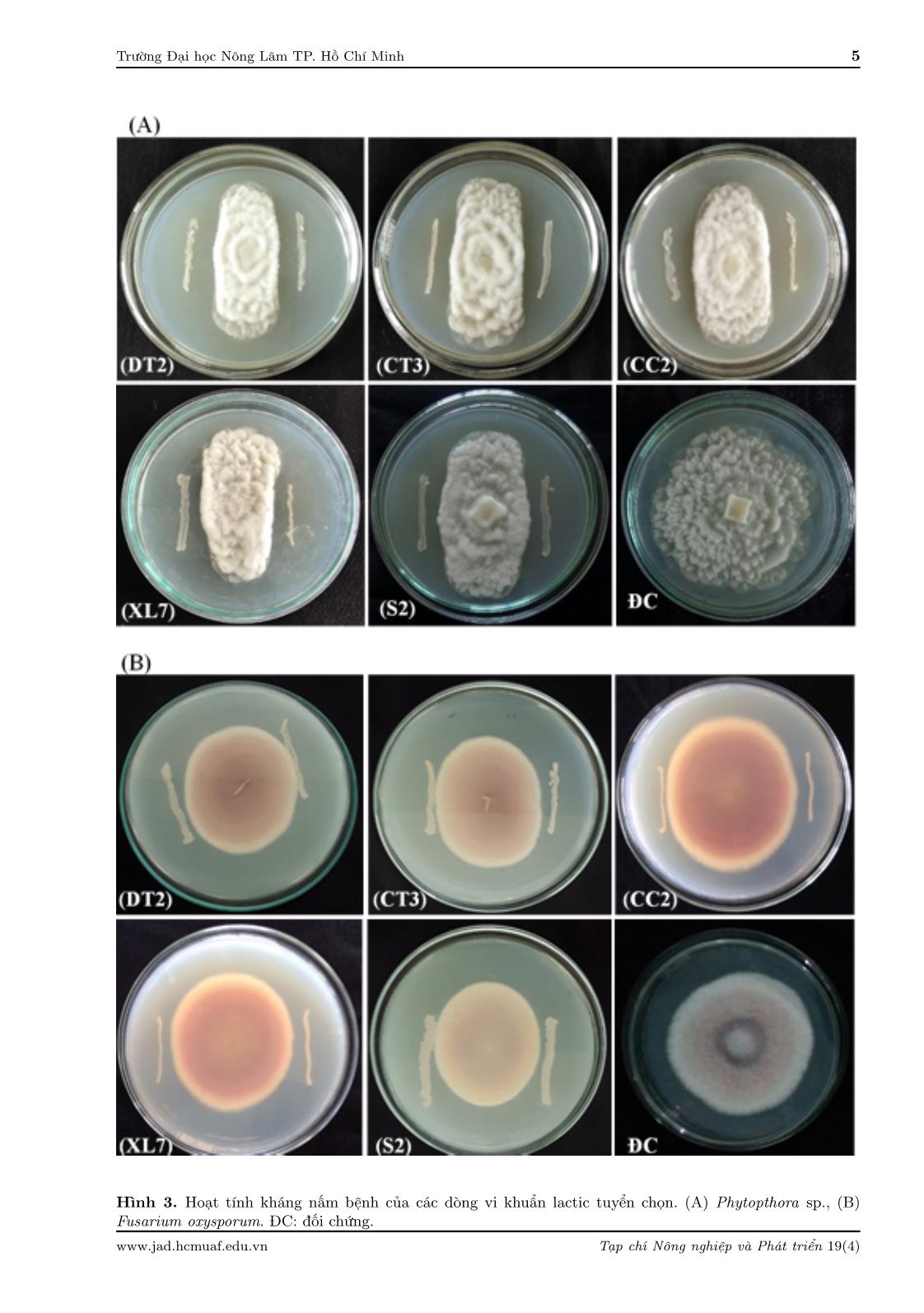 Phân lập và xác định vi khuẩn lactic từ đất trồng rau tại Đà Lạt, Lâm Đồng trang 5