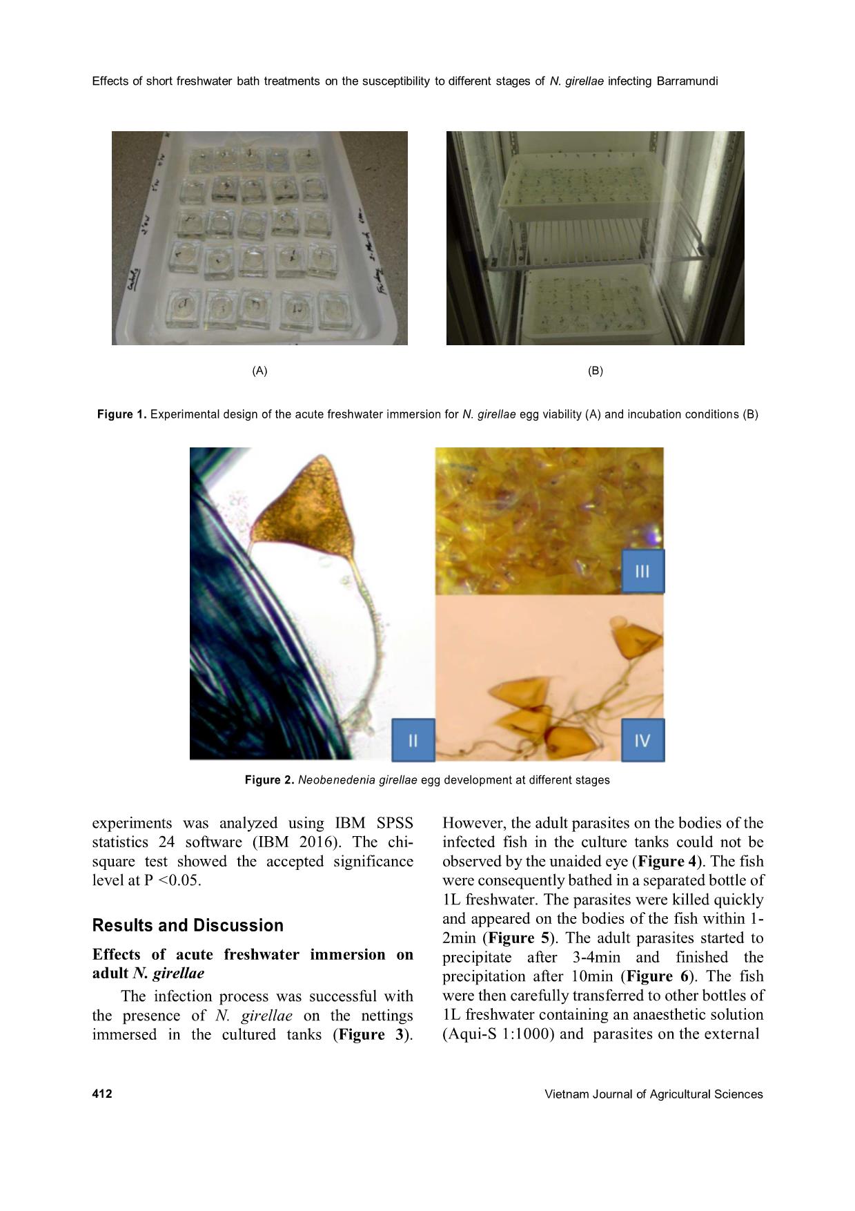 The effects of short freshwater bath treatments on the susceptibility to different stages of neobenedenia girellae infecting barramundi (Lates calcarifer) trang 4