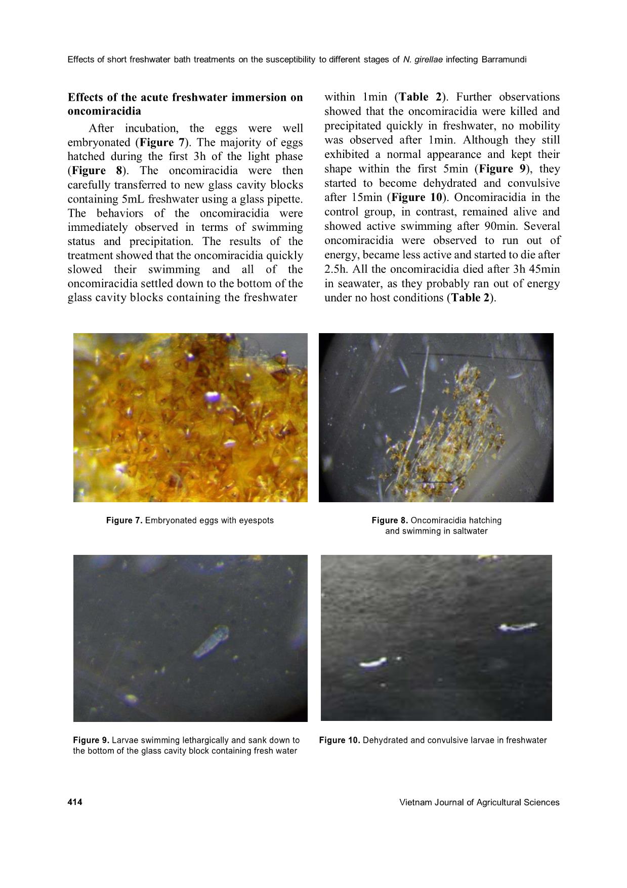 The effects of short freshwater bath treatments on the susceptibility to different stages of neobenedenia girellae infecting barramundi (Lates calcarifer) trang 6