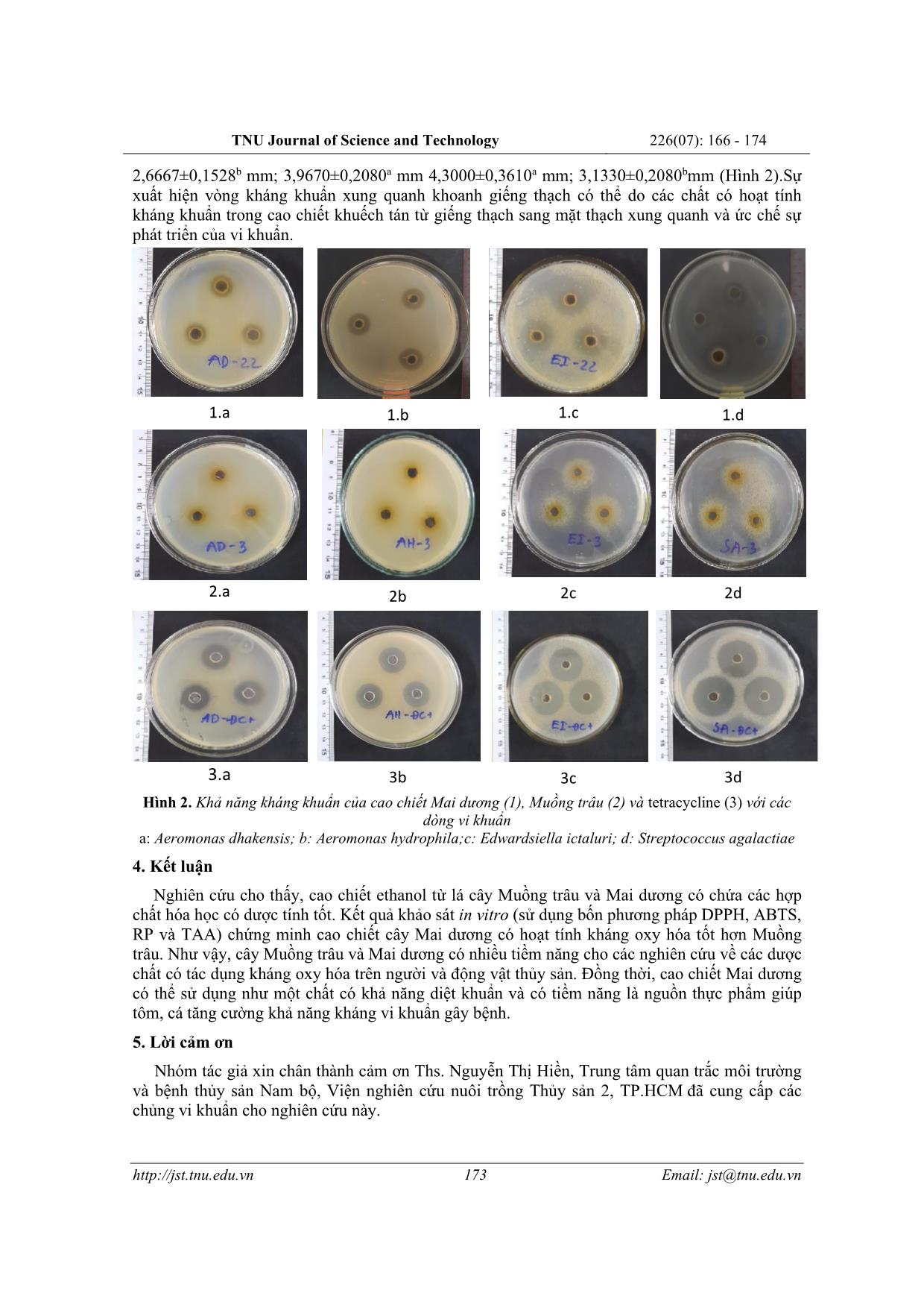 Khảo sát khả năng kháng oxy hóa và kháng khuẩn của cây Muồng trâu và Mai dương tại Kiên Giang trang 8