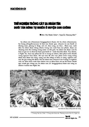Thử nghiệm trồng cây sa nhân tím dưới tán rừng tự nhiên ở huyện Con Cuông